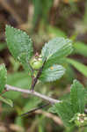 Dwarf hawthorn